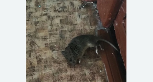 Дезинфекция от мышей в Будогощи